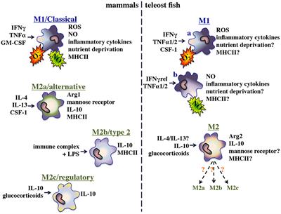 Mechanisms of Fish Macrophage Antimicrobial Immunity